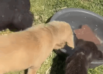 T0406044 Rescue of abandoned puppies in the middle of the street part2