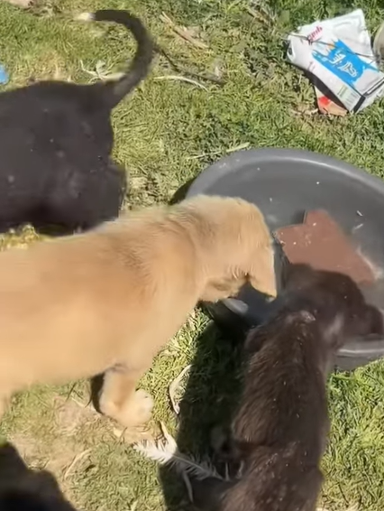 T0406044 Rescue of abandoned puppies in the middle of the street part2