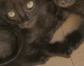 T0506002 black kittens left on the roadside in an old cardboard box part2