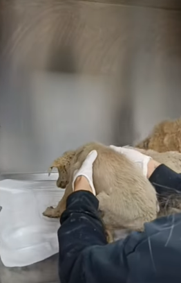 T1505034 This morning Three little abandoned puppies saved by me part2