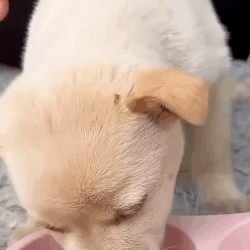 T1905032 Rescue puppy on the road rescue rescueanimals animals animalsof rescuedog dog puppy part2