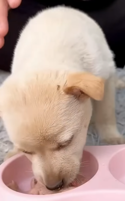 T1905032 Rescue puppy on the road rescue rescueanimals animals animalsof rescuedog dog puppy part2