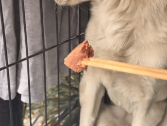 T2105025 Rescue dog part2