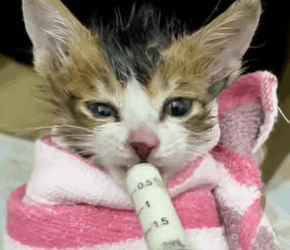 T2305040 Rescuse cat part2