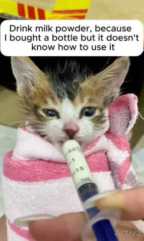 T2305040 Rescuse cat part2