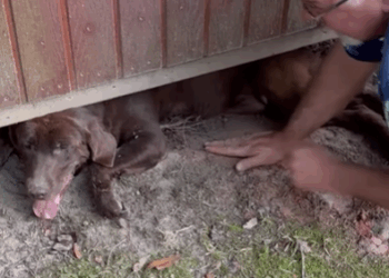 D1705039 Kind old man finds dog under shed part2