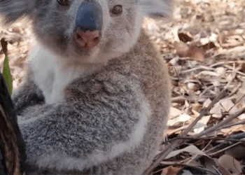 T0406050 Rescue koala part2