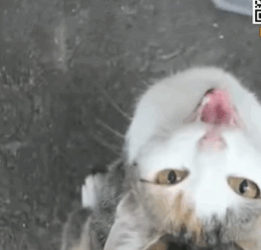 T0506020 Even though the mother cat is beside them the kittens still don stop crying because of hunger and cold part2