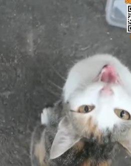 T0506020 Even though the mother cat is beside them the kittens still don stop crying because of hunger and cold part2