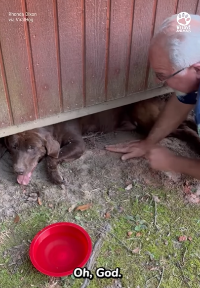 D1705039 Kind old man finds dog under shed part2