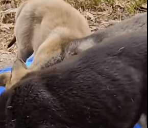 T1905036 Rescue poor puppy rescue rescueanimals animals animalsoftiktok rescuedog part2