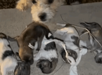 T2105024 Rescue dog part2