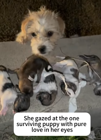 T2105024 Rescue dog part2