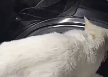 D1705036 Cat finds owner after years of missing then something terrible happens part2