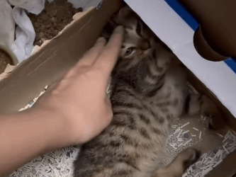 T2305039 Rescued kitten trapped in storm drain rescuecat fyp part2