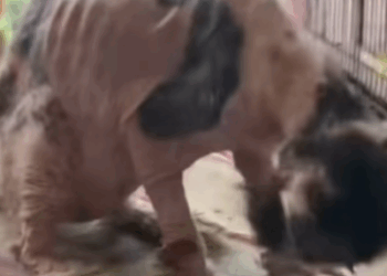 T0406040 Rescue of an abandoned cat in difficulty I take him part2