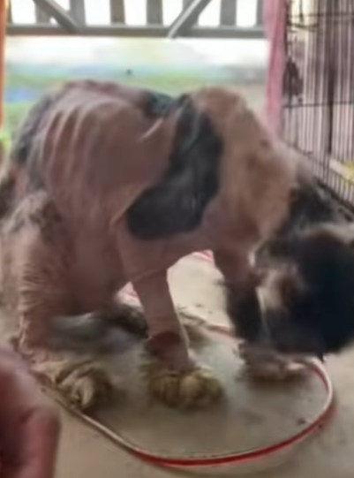 T0406040 Rescue of an abandoned cat in difficulty I take him part2