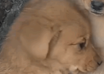 T0506003 3 abandoned puppies miraculously survived together part2