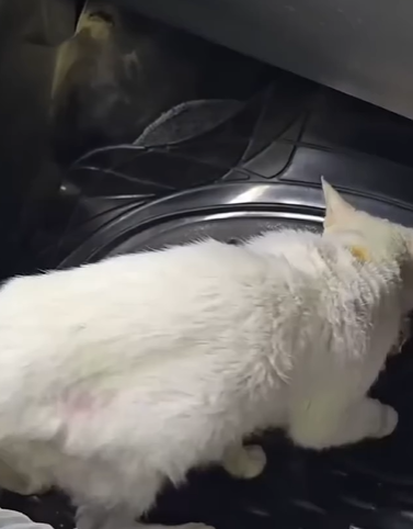 D1705036 Cat finds owner after years of missing then something terrible happens part2