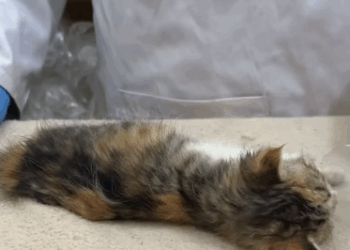 T1905039 rescued kitten finds warmth and safety just in time part2