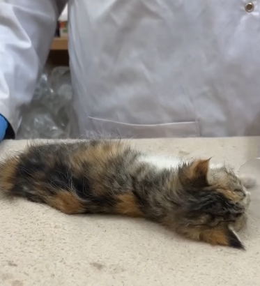 T1905039 rescued kitten finds warmth and safety just in time part2