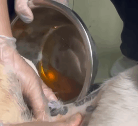 T2105026 Rescue dog part2