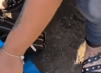 T0506017 Dog With Broken Leg Is Crying On The Side Of The Road For Help part2