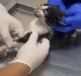 T1705004 Rescue of a little abandoned kitten that is shaking all over part2