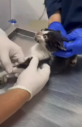 T1705004 Rescue of a little abandoned kitten that is shaking all over part2