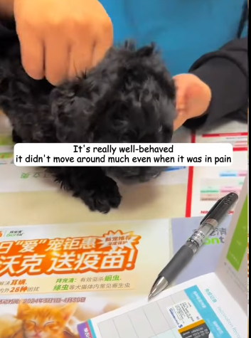 T1605040 I found a newborn puppy in the trash can, and I couldn’t bear to leave it there part2