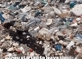 D1705021 Dog Alone Against the Storm Until Help Arrived part2