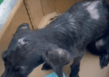 T1505010 Rescue of a puppy abandoned in the middle of the street part2