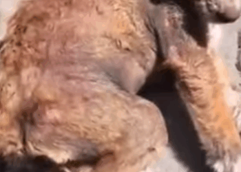 T1905025 This dog cry can touch even the coldest heart in this world part2