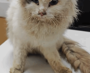 T2105006 Rescue cat part2