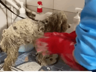 T2505008 A stray puppy fell into a ditch and was about to face terrbie rain and snow weather part2