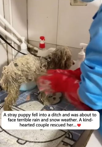 T2505008 A stray puppy fell into a ditch and was about to face terrbie rain and snow weather part2