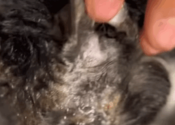 T0406011 Rescue of an abandoned cat in the middle of the street part2