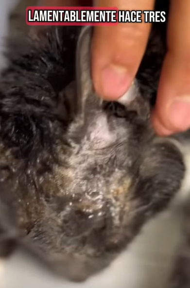 T0406011 Rescue of an abandoned cat in the middle of the street part2