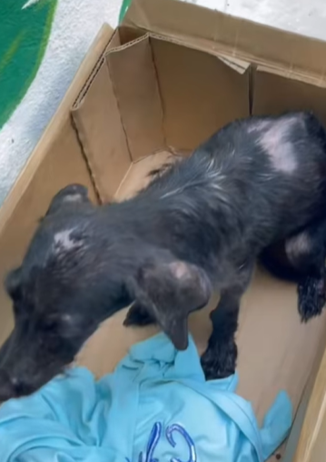 T1505010 Rescue of a puppy abandoned in the middle of the street part2