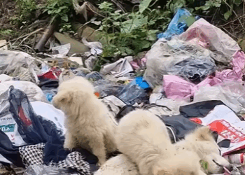 D1705035 Efforts to rescue exhausted and helpless puppies rescued from abandoned landfills part2