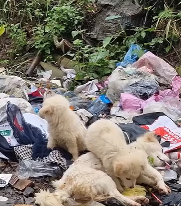D1705035 Efforts to rescue exhausted and helpless puppies rescued from abandoned landfills part2
