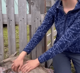 T1905048 Poor Animals part2