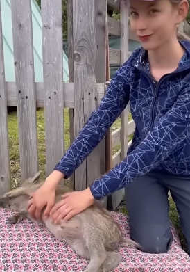 T1905048 Poor Animals part2