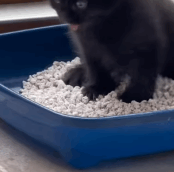 T1604012 Eescue of a little abandoned kitten❤️ part2