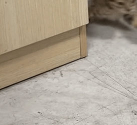 T2105040 Rescue cat trapped in wall rescuecat fyp foryoupage poor part2