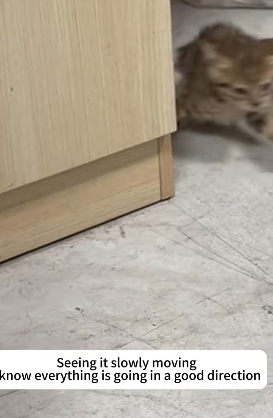 T2105040 Rescue cat trapped in wall rescuecat fyp foryoupage poor part2