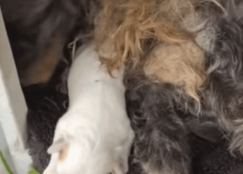 T0406023 Rescue of an abandoned dog family❤️ #heroes #rescue #dog part2