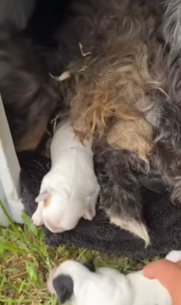 T0406023 Rescue of an abandoned dog family❤️ #heroes #rescue #dog part2