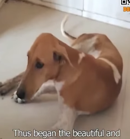 T0506013 A Dog that was Paralyzed after a Vehicle Accident now Walks Again part2