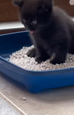 T1604012 Eescue of a little abandoned kitten❤️ part2